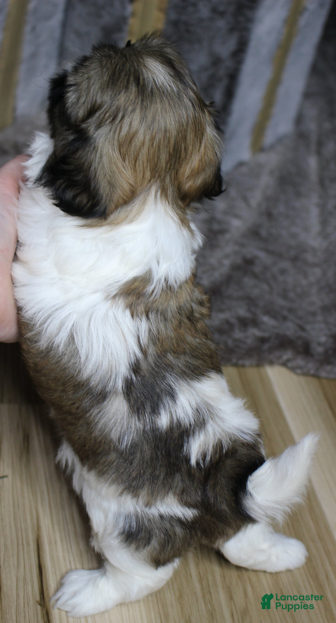 Shih Tzu dogs for sale: Sadie - Ad 5