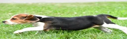 Beagle dogs for sale: Piper - Ad 7