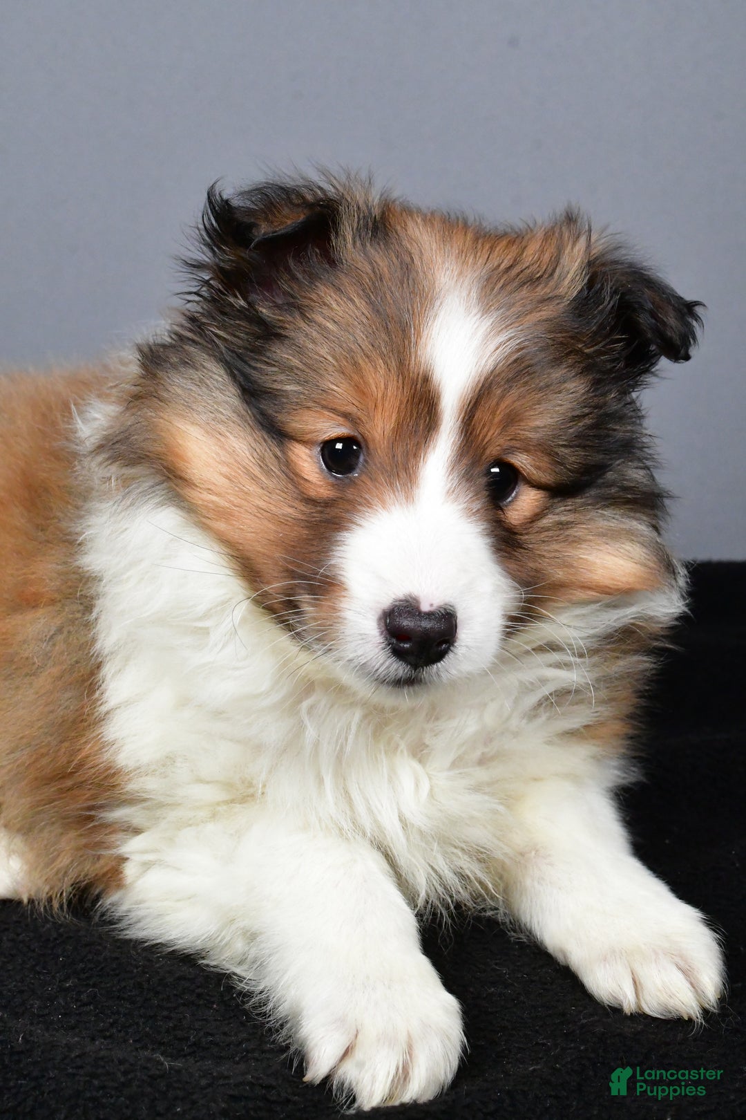 Shetland Sheepdog dogs for sale: Tracy - Ad 9