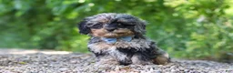 Cavapoo dogs for sale: Sparky - Ad 3