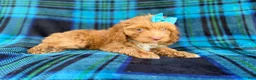 Cockapoo dogs for sale: Trixie - Ad 5
