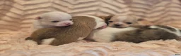 Chihuahua dogs for sale: Chihuahua 3 - Ad 10