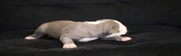 American Bully dogs for sale: King Kong - Ad 9