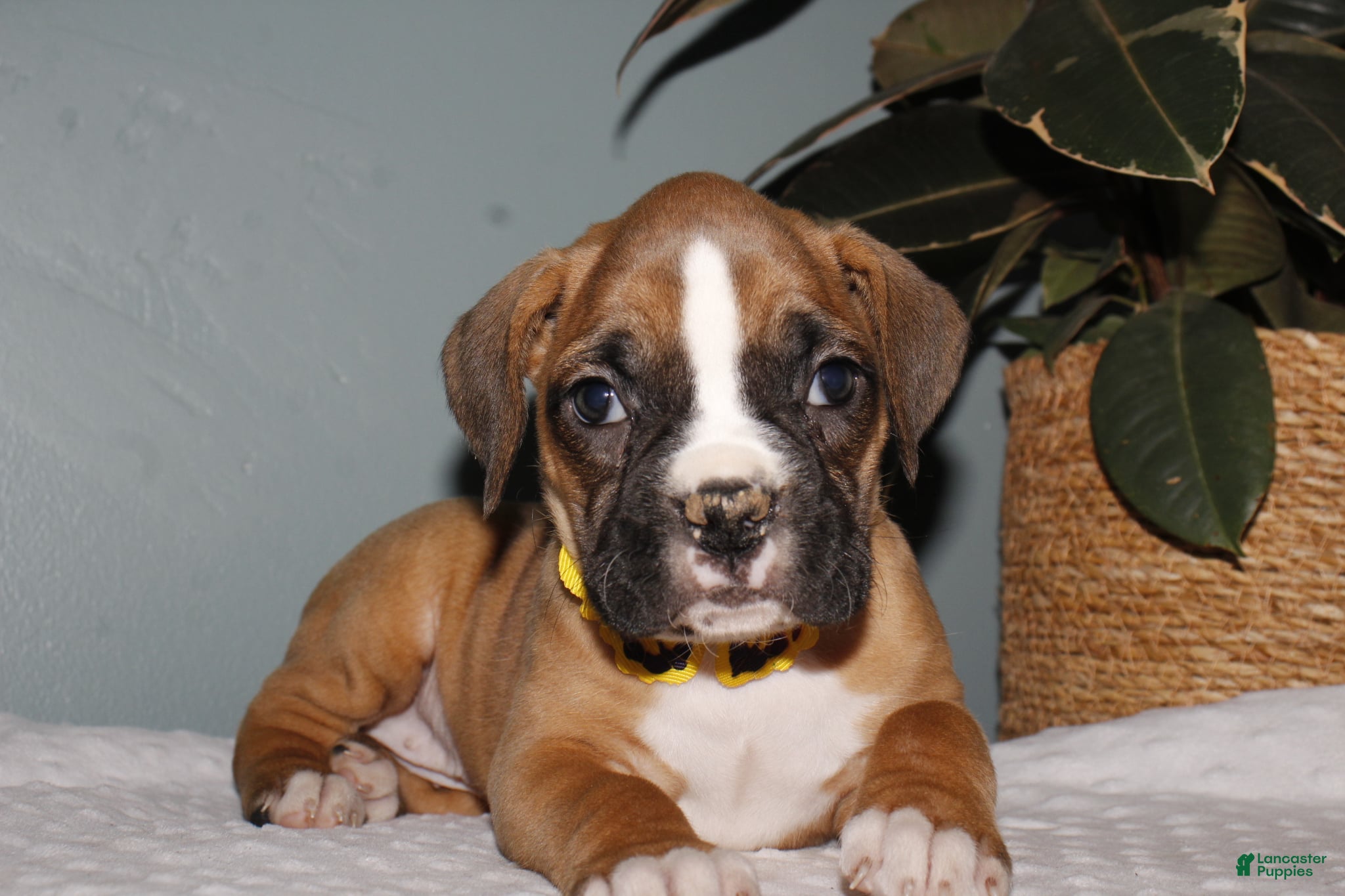 Boxer dogs Daisy - Ad 2
