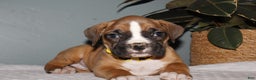 Boxer dogs for sale: Boxer Puppy 2 - Ad 2