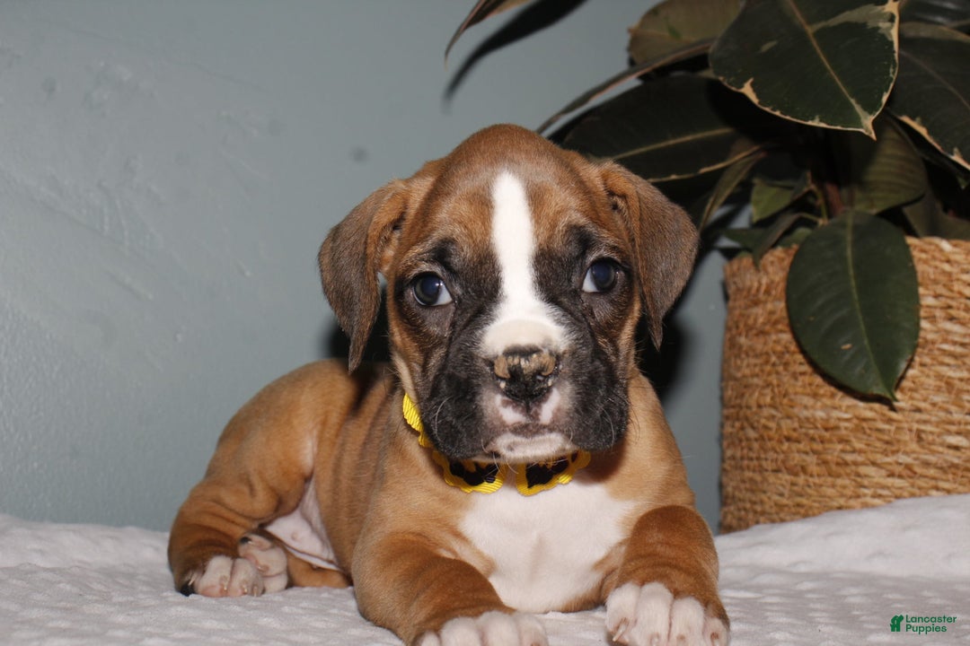 Boxer dogs for sale: Boxer Puppy 2 - Ad 2