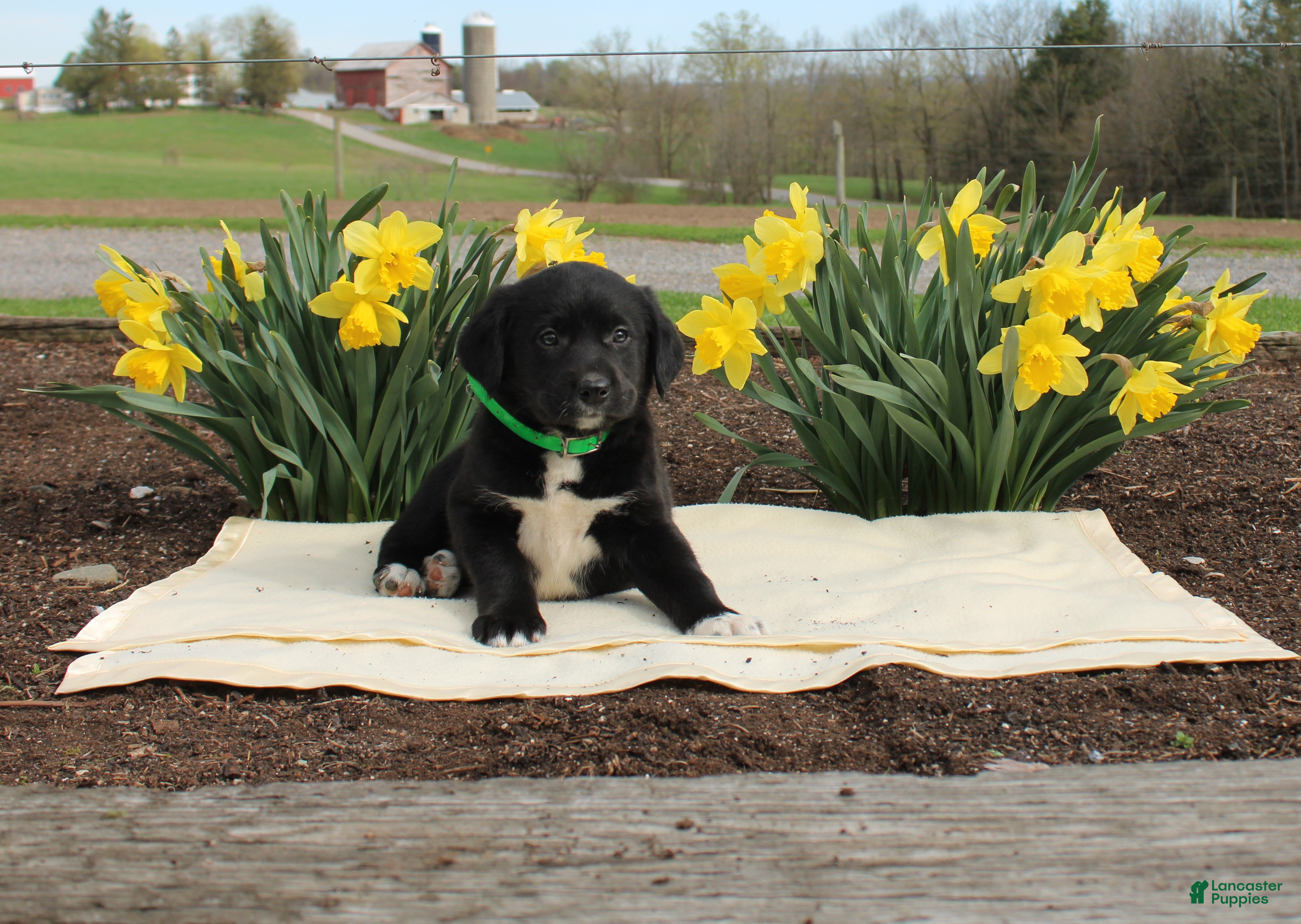 Mixed Breed dogs Donald - Ad 16