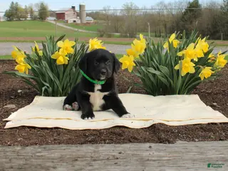 Mixed Breed dogs Donald - Ad 16