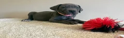 Cane Corso dogs for sale: Diamond  - Ad 5