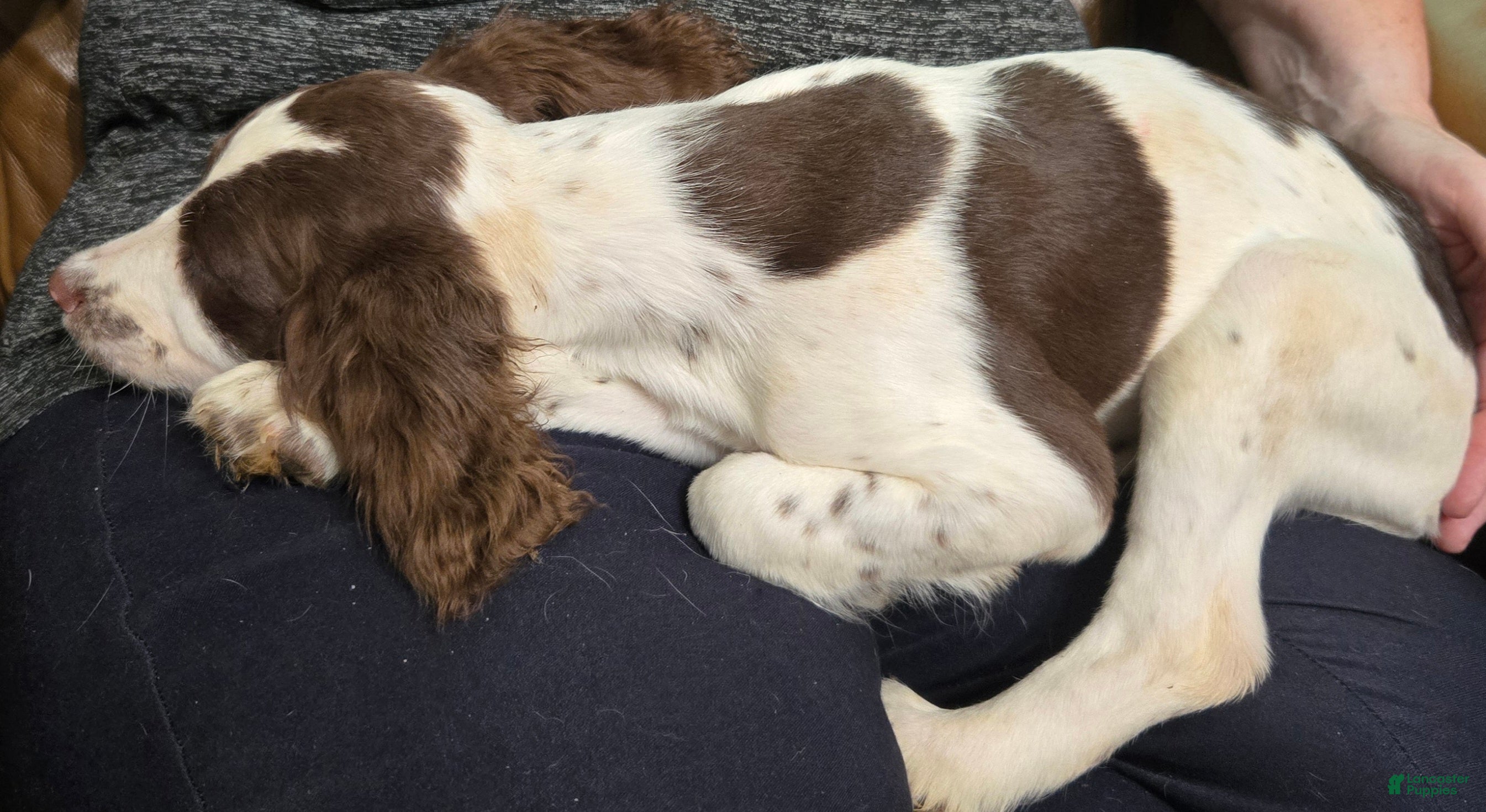 English Springer Spaniel dogs Aspen - Ad 1
