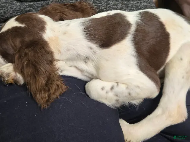 English Springer Spaniel dogs for sale: Aspen - Ad 1