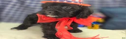 Cavapoo dogs for sale: Trigger - Ad 8