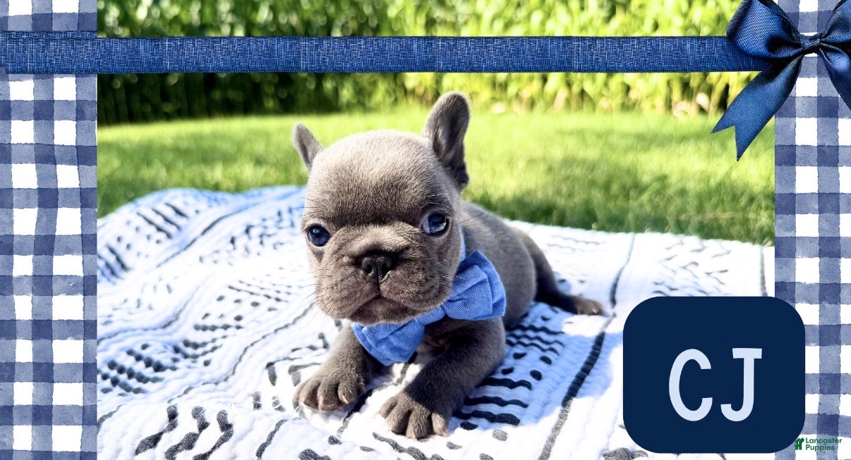French Bulldog dogs French Bulldog 3 - Ad 34