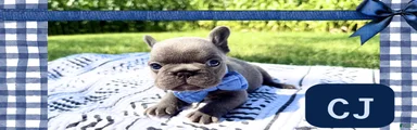 French Bulldog 3