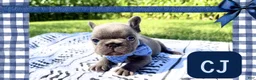 French Bulldog dogs for sale: French Bulldog 3 - Ad 1