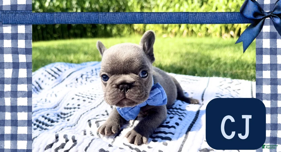 French Bulldog dogs for sale: French Bulldog 3 - Ad 1