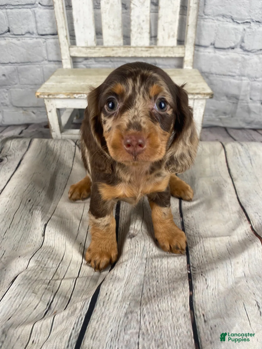 Miniature Dachshund dogs for sale: Pearl - Ad 15