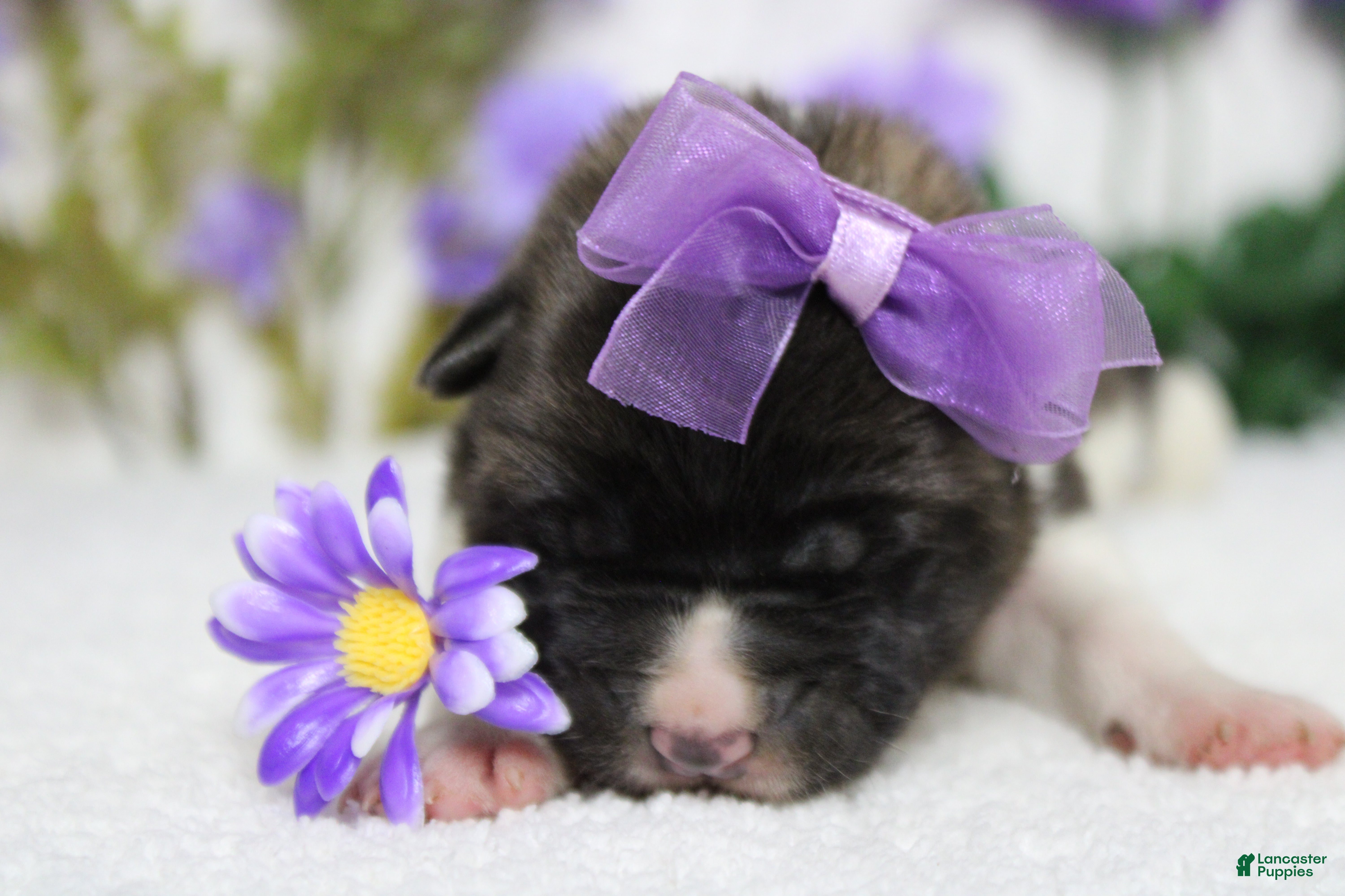 Akita dogs Granny  - Ad 8