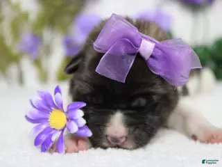 Akita dogs Granny - Ad 8