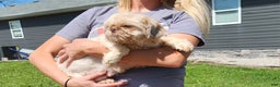 Shih Tzu dogs for sale: Spot - Ad 7