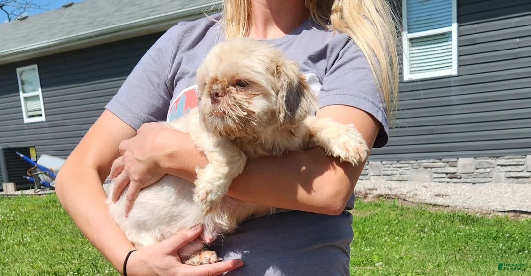 Shih Tzu dogs for sale: Spot - Ad 7