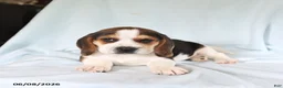 Beagle dogs for sale: Spot - Ad 1