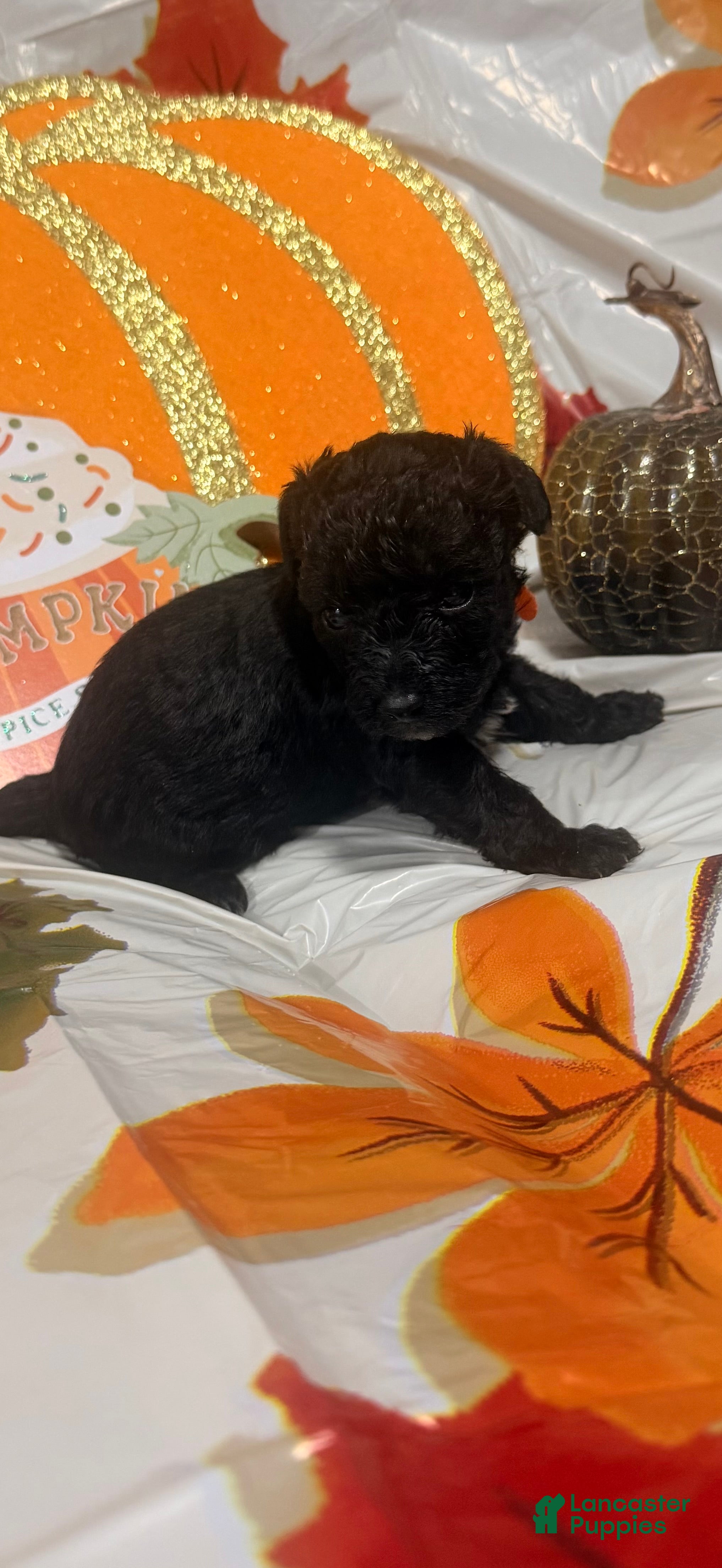 Yorkiepoo dogs Yorkiepoo 2 - Ad 12