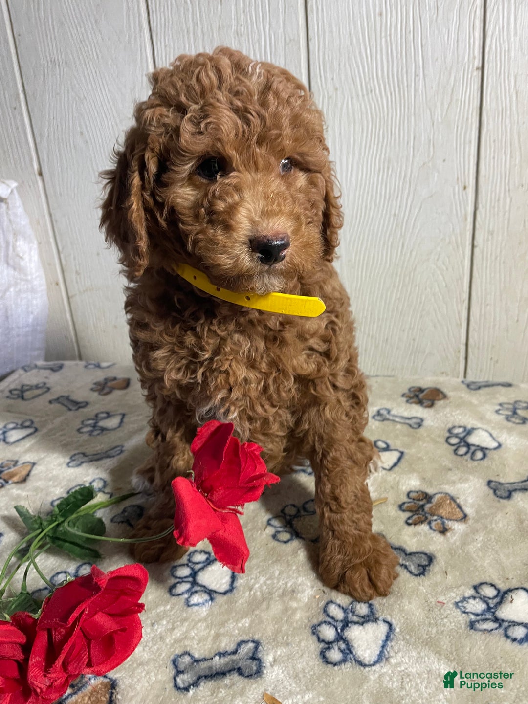Mini Goldendoodle dogs for sale: Morris - Ad 2