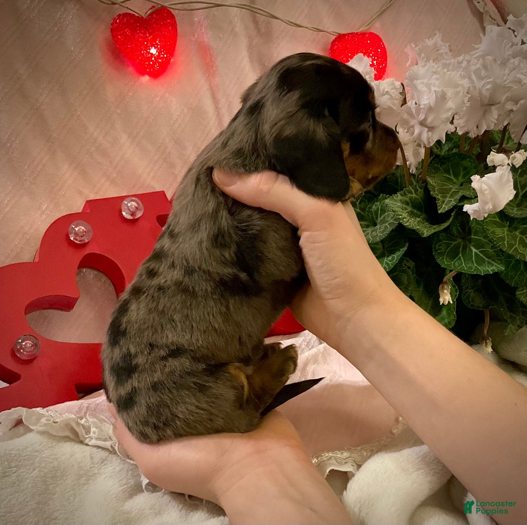 Miniature Dachshund dogs for sale: LuvBug - Ad 5