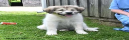 Mixed Breed dogs for sale: Bowan - Ad 4