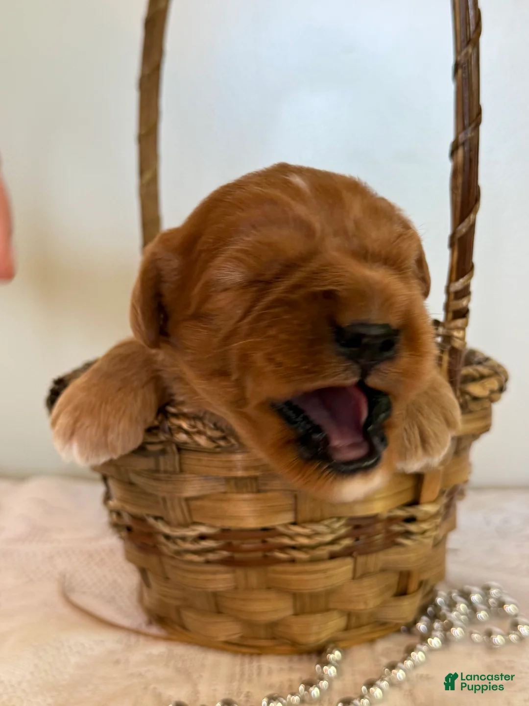 Cavapoo dogs for sale: Mickey Cavapoo Puppy  - Ad 2