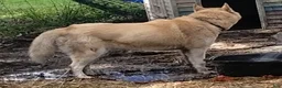 Siberian Husky dogs for sale: Iris - Ad 5