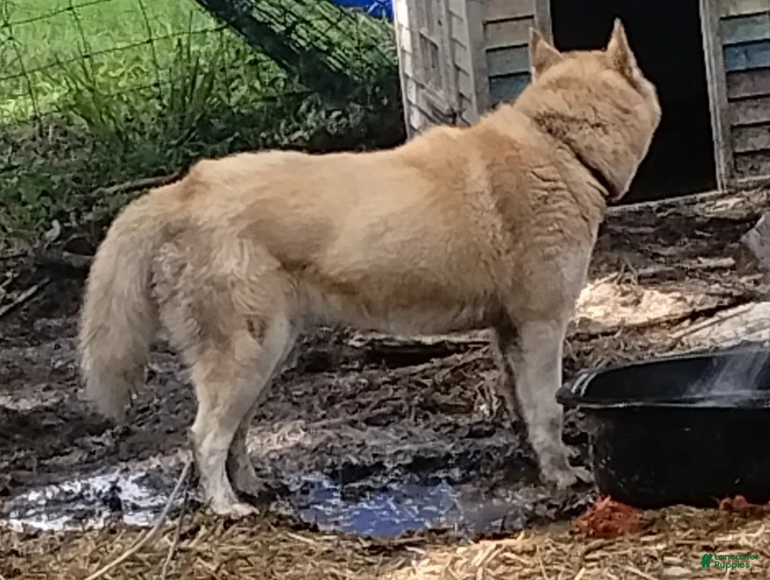 Siberian Husky dogs for sale: Iris - Ad 5