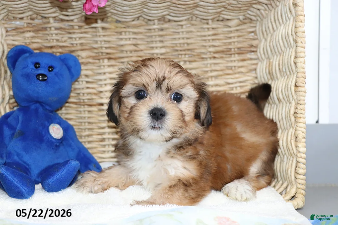 Shorkie dogs for sale: Minnie - Ad 2
