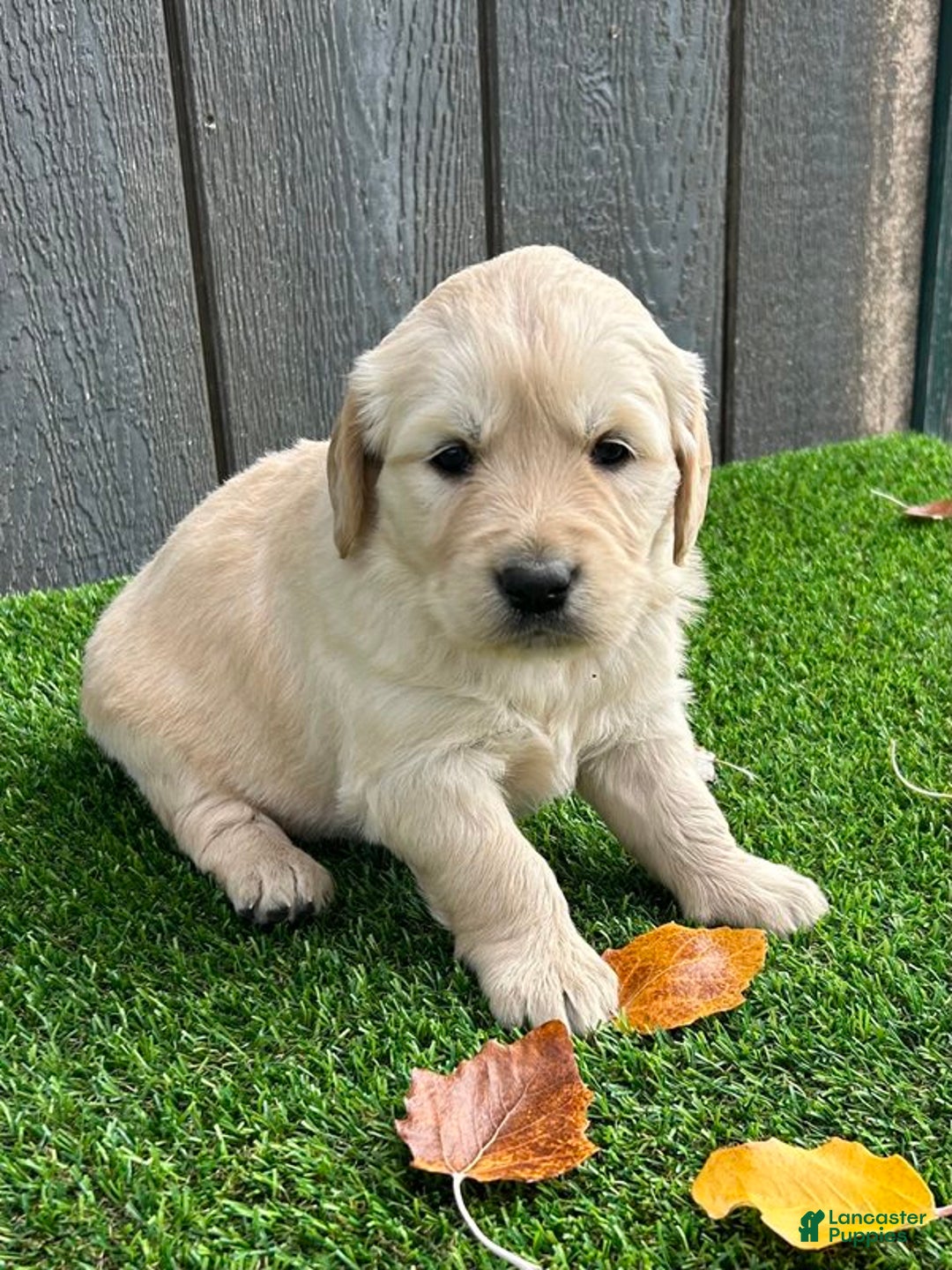 Golden Retriever dogs for sale: Uni - Ad 1