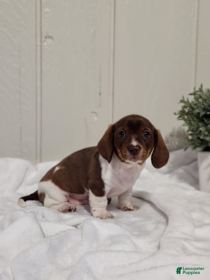 Dachshund dogs Ollie- Miniature Dachshund  - Ad 2