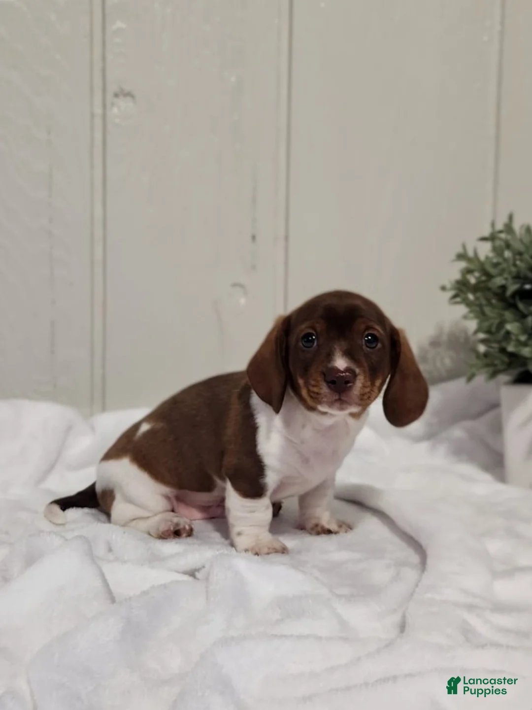 Dachshund dogs for sale: Ollie - Ad 2