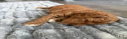Goldendoodle dogs for sale: Scout - Ad 5