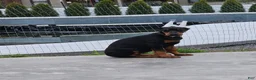 Doberman Pinscher dogs for sale:  Sofia - Ad 2