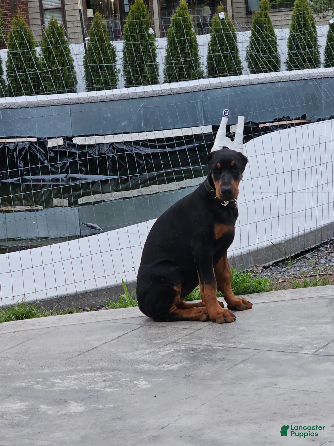 Doberman Pinscher dogs for sale:  Sofia - Ad 2