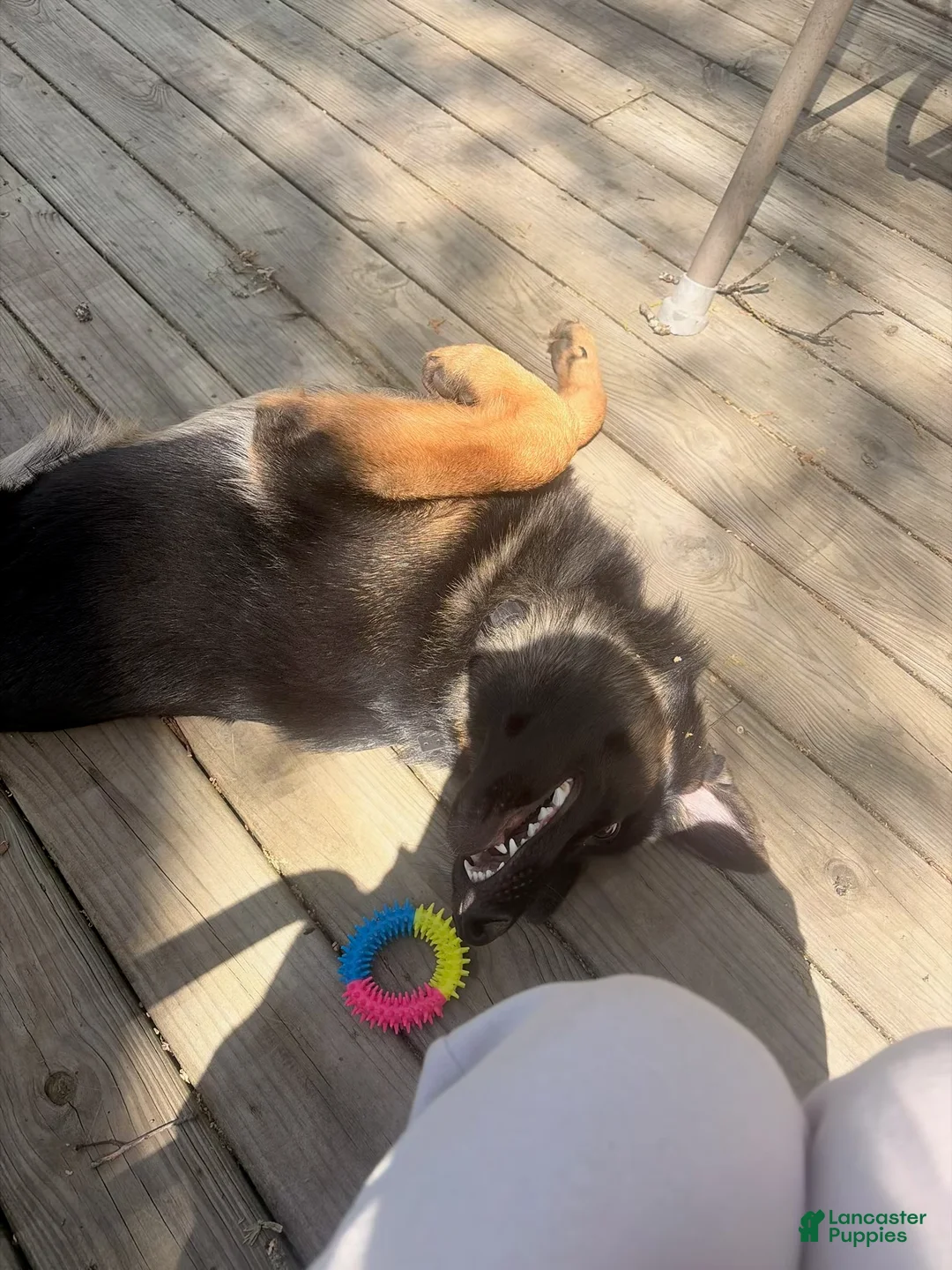 German Shepherd dogs for sale: German Shepherd 1 - Ad 2
