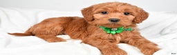 Mini Goldendoodle dogs for sale: Biff - Ad 3