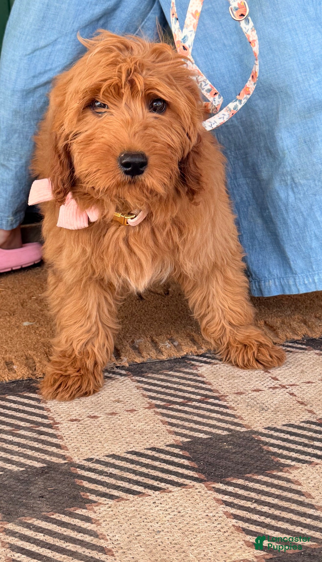 Goldendoodle dogs Della - Ad 2