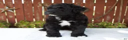 Giant Schnoodle dogs for sale: Melody - Ad 3
