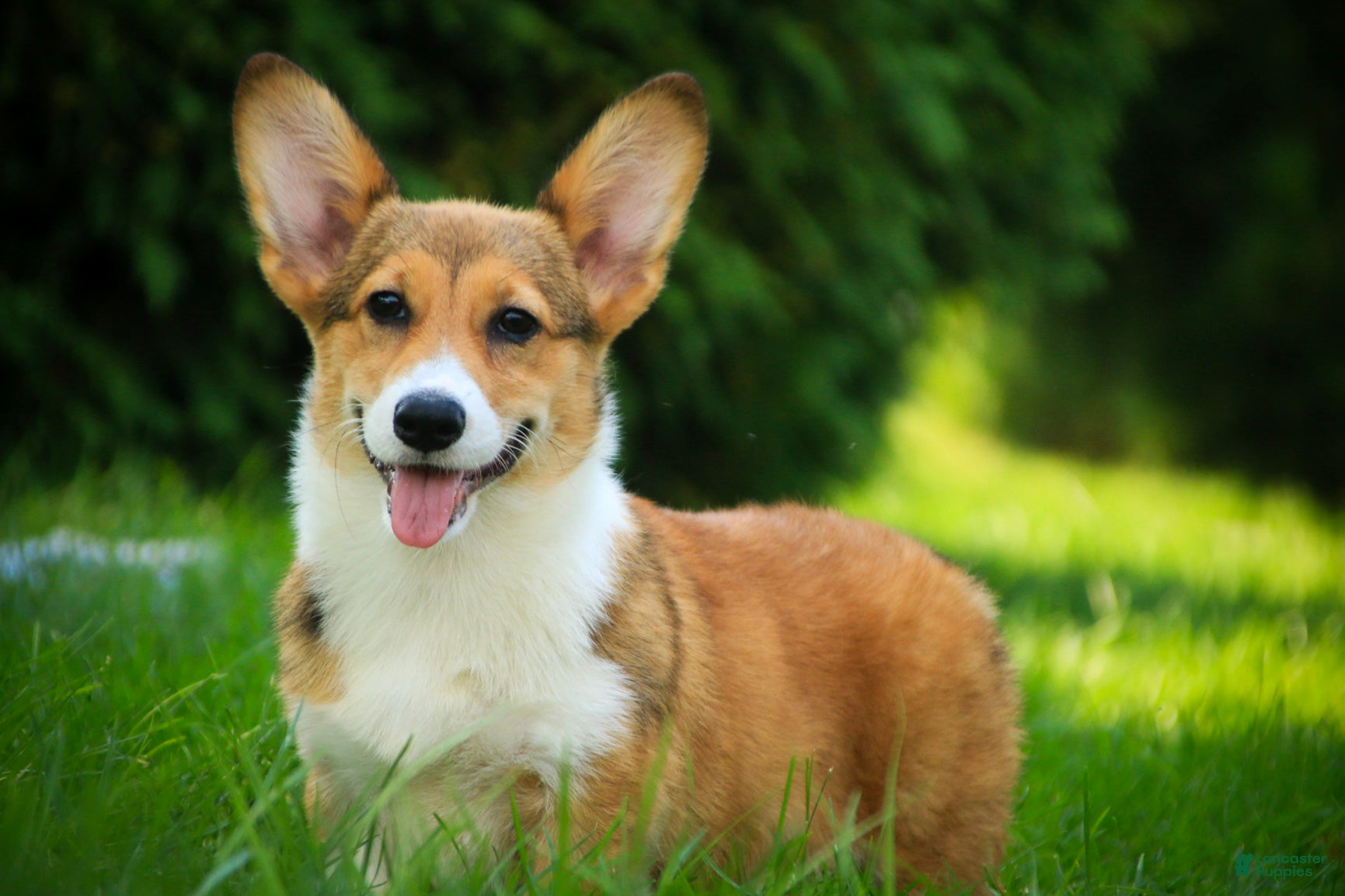 Welsh Corgi Pembroke dogs Trix Welsh Corgi Pembroke  - Ad 1