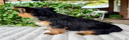 Yorkshire Terrier dogs for sale: Maple  - Ad 4