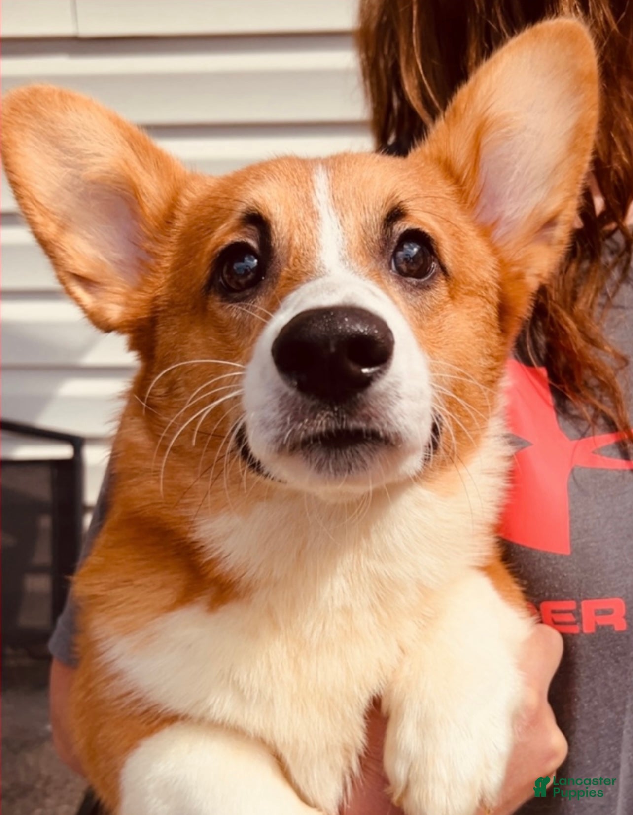 Welsh Corgi Pembroke dogs Welsh Corgi Pembroke Puppy 1 - Ad 25