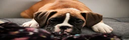 Boxer dogs for sale: Harper - Ad 2
