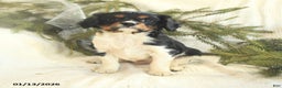 Cavalier King Charles Spaniel dogs for sale: Taleo - Ad 3