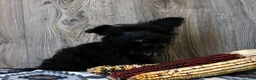 Yochon dogs for sale: Ralphie - Ad 3